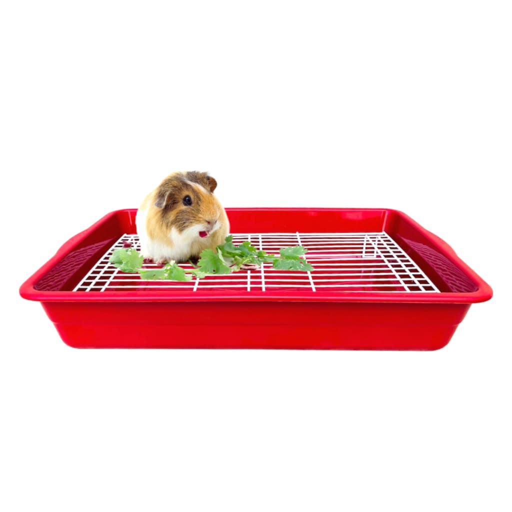 Bandeja Sanitária Higiênica Porquinho da Índia Roedores Mini Coelho Kit