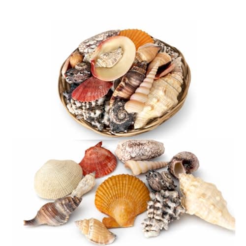 Cestinha com Conchas 100% Naturais do Mar 400g – Kit para Decoração, Artesanato – Mix de Conchas Selecionadas da Filipinas - Sustentável