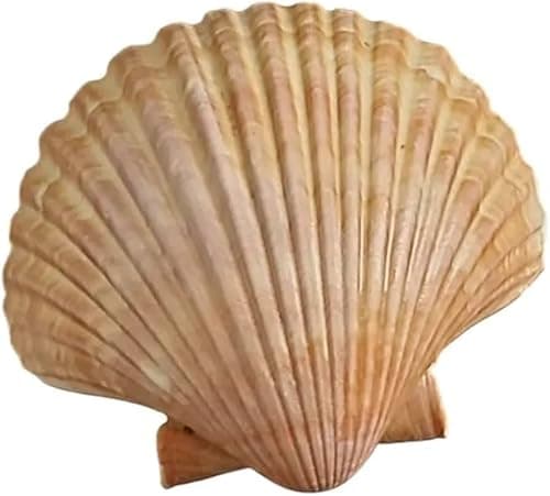 Conchas Naturais (Casquinha de Siri) Pct Com 10 Unidades